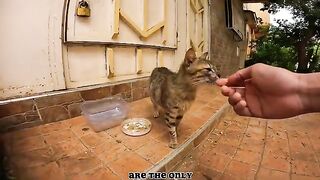 The cat came across a mother cat meowing, searching for food to feed her young.