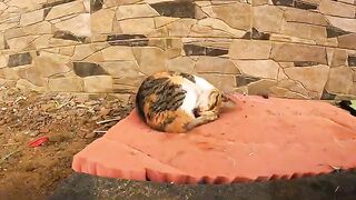 My journey to feed 100 cats, kittens, and pregnant cats in my city every day
