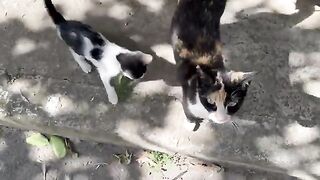 The mother cat and her two kittens are homeless on the street and are feeling very hungry again