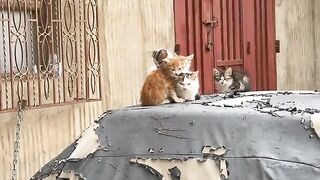 The mother cat greeted me with her cute kittens, who ran towards me; they were lost