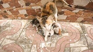 I met a mother cat and her kittens in the street - and what happened next was very touching.