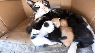 The mother cat is cuddling her newborn kittens and welcomes me to touch her cute little ones.