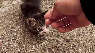 A lonely kitten approached me in the street, meowing in fear.