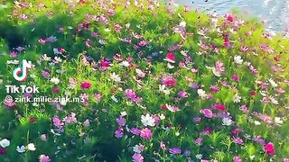 Beautiful View 52
