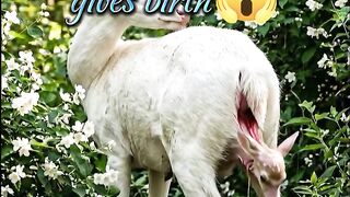 "The moment a mother deer gives birth 🦌✨