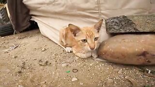 Oh, my poor cat, I'm scared and alone in the street. Don't be afraid, I'm here to help