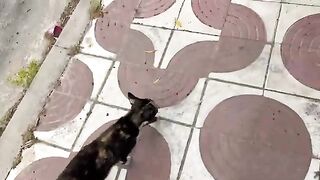 The poor mother cat is scared for her kitten that was under the car.