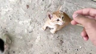 The sight of the poor mother cat and her kittens looking at this young man will melt your heart.