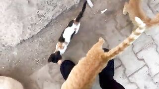 The mother cat and her kittens come to me, stand like a human, and ask me for food.