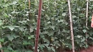 Lavoura de feijão, natureza, alimentos