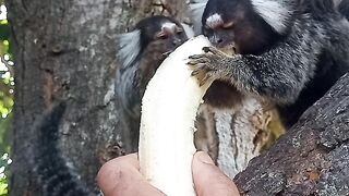 Salguin comendo banana