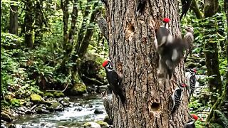 "So many woodpeckers on one tree — incredible nature! 🐦🌲"