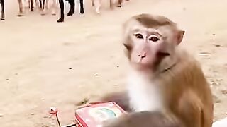 あらゆる追いかけっこを繰り広げる! 「トムとジェリ 11