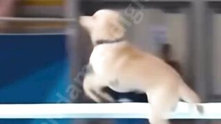 He’s 85 Years Old and Thinks He’s Still 25… Wait Until You See What He Does!