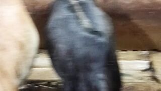 Lot's of cow