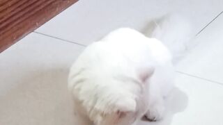 Candy the meow