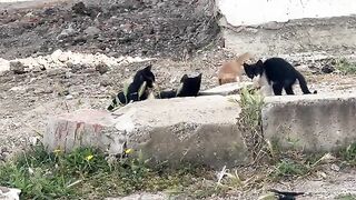 The orphaned cats in the street were playing together; I put out food for them, but to no avail.