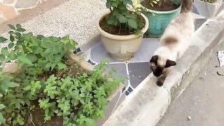A kind Siamese cat takes care of orphaned 3 kittens just like her mother does on the street