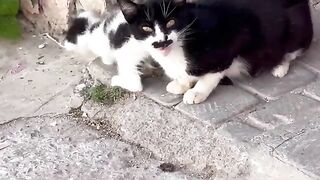 Medical care for kittens, including cleaning their eyes to prevent them from becoming blind.