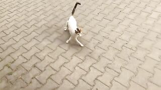 There was a cute little kitten sleeping, so I woke it up to eat in the street with its mother.