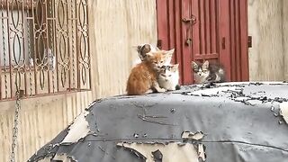 As soon as I arrived, six kittens jumped off the roof of the car and headed towards me.