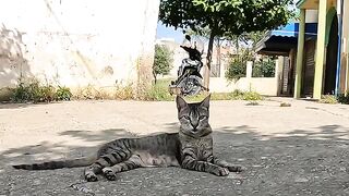The little kitten is very shy and comes to eat cautiously, but when she likes the food, she gives in