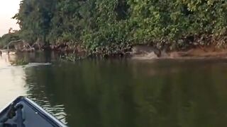 Anta animal silvestre da fauna brasileira