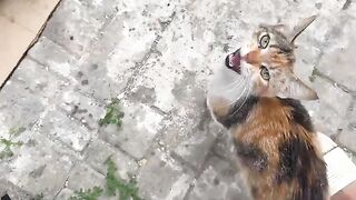 The cat, Umm, said that she had kittens in her house and that they needed food, with a gentle meow.