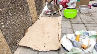 Lonely kittens in the street meowing sweetly