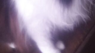 Cats of Internet