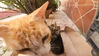 The poor mother cat with her kittens, but one of them has an eye infection and they are separated.