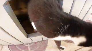 Poor little homeless kittens begging for food inside their home because they are shy