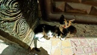 Stray kittens, poor things without a mother, trembling with fear