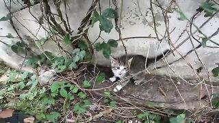 The lonely little cat, perhaps thinking I was trying to hurt her, began to hiss and growl in fear.