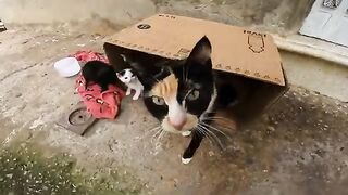 The newborn kittens sit and look at me curiously while I feed their mother.