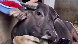 ELE NÃO ESPERAVA 😳 POR ESSA