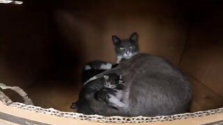 There are many curious cats and a mother cat tenderly nursing her young.