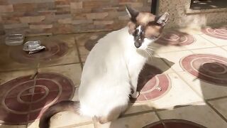 The kitten is a bit naughty;she bites and annoys her mother,and all the mother does is clean her up