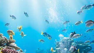 Beautiful Sea Life 3
