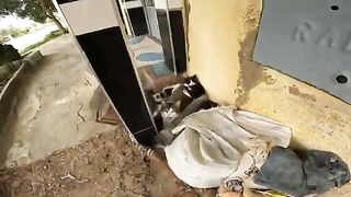 The cat and her four kittens look remarkably alike.