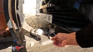 A stray kitten affectionately asks for its mother's milk.