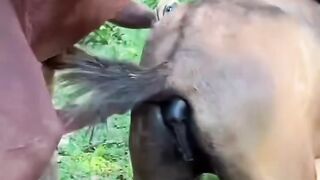 Cavalos como é feito o manejo?