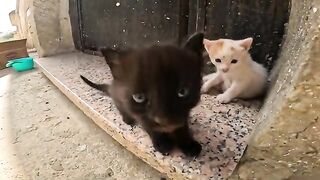 The charm of kittens with their loving mother is simply irresistible.