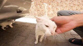 A poor mother cat and her kittens are hiding from the sun under a car.