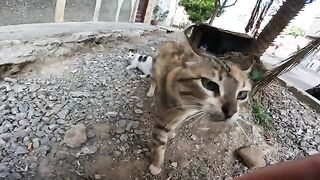 The cat, the mother, and her beautiful kittens with lovely speckled faces.