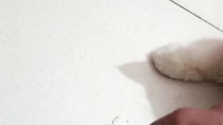 Candy the meow 2