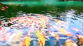 lagoa de peixe 🐠