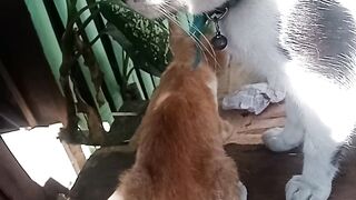 Cats playing time