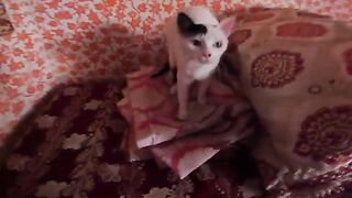 My beautiful cats seem happy together, but they sometimes fight.