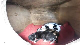 Oreo the cat has newborn kittens and a pregnant kitten who are both very hungry.